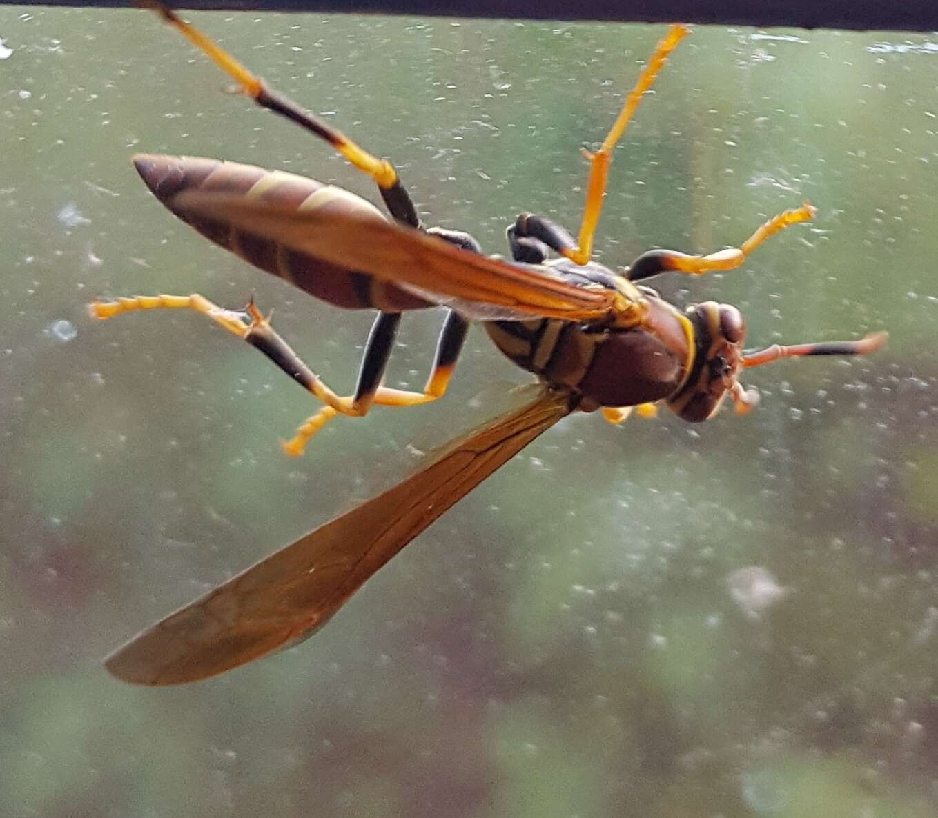 Image of Polistes instabilis de Saussure 1853