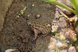 Image of Iberian Painted Frog