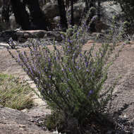 Image of Turpentine Mint-bush