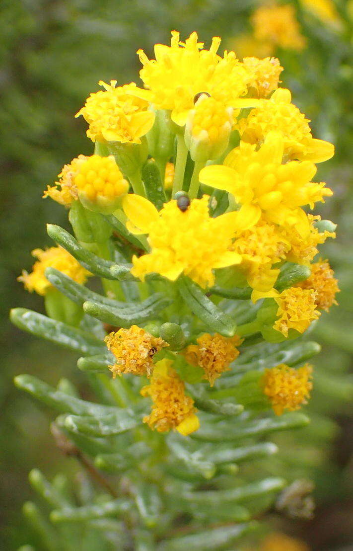 Image of Euryops floribundus N. E. Br.