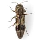 Agrilus lautuellus Fisher 1928 resmi