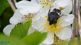 Glycyphana fulvistemma Motschulsky 1858 resmi