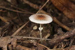 Leucoagaricus coerulescens (Peck) J. F. Liang, Zhu L. Yang & J. Xu 2010 resmi