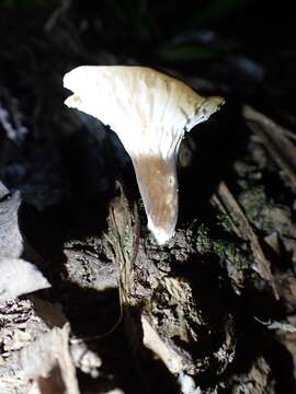 Image of Lactifluus wirrabara (Grgur.) Stubbe 2012