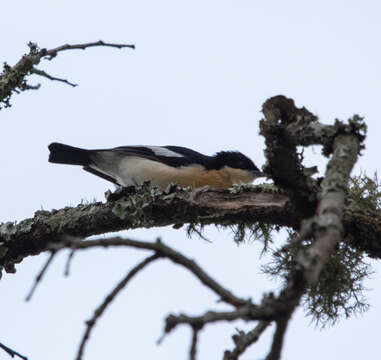 Image of Yellow-bellied Hyliota