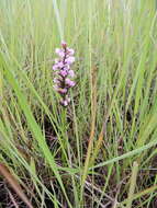 Image de Brachycorythis buchananii (Schltr.) Rolfe