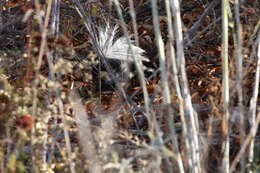 Image of Western Spotted Skunk