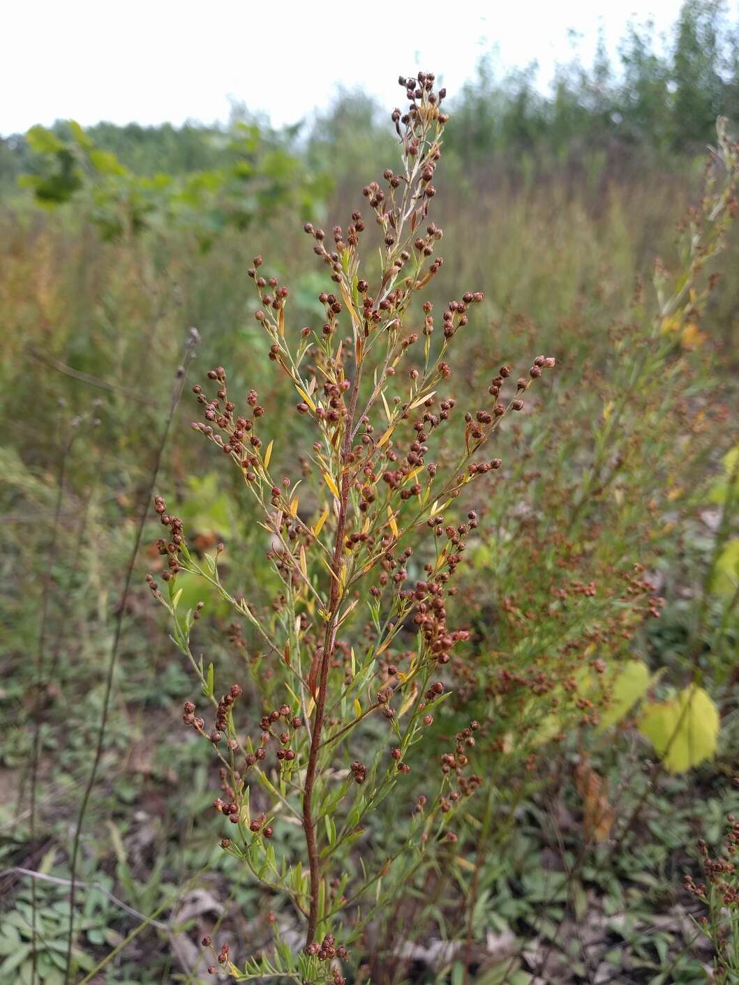 Image of largepod pinweed