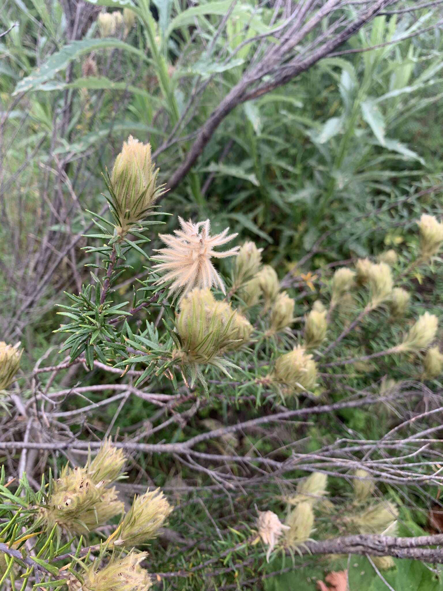 Image of Phylica pubescens Ait.