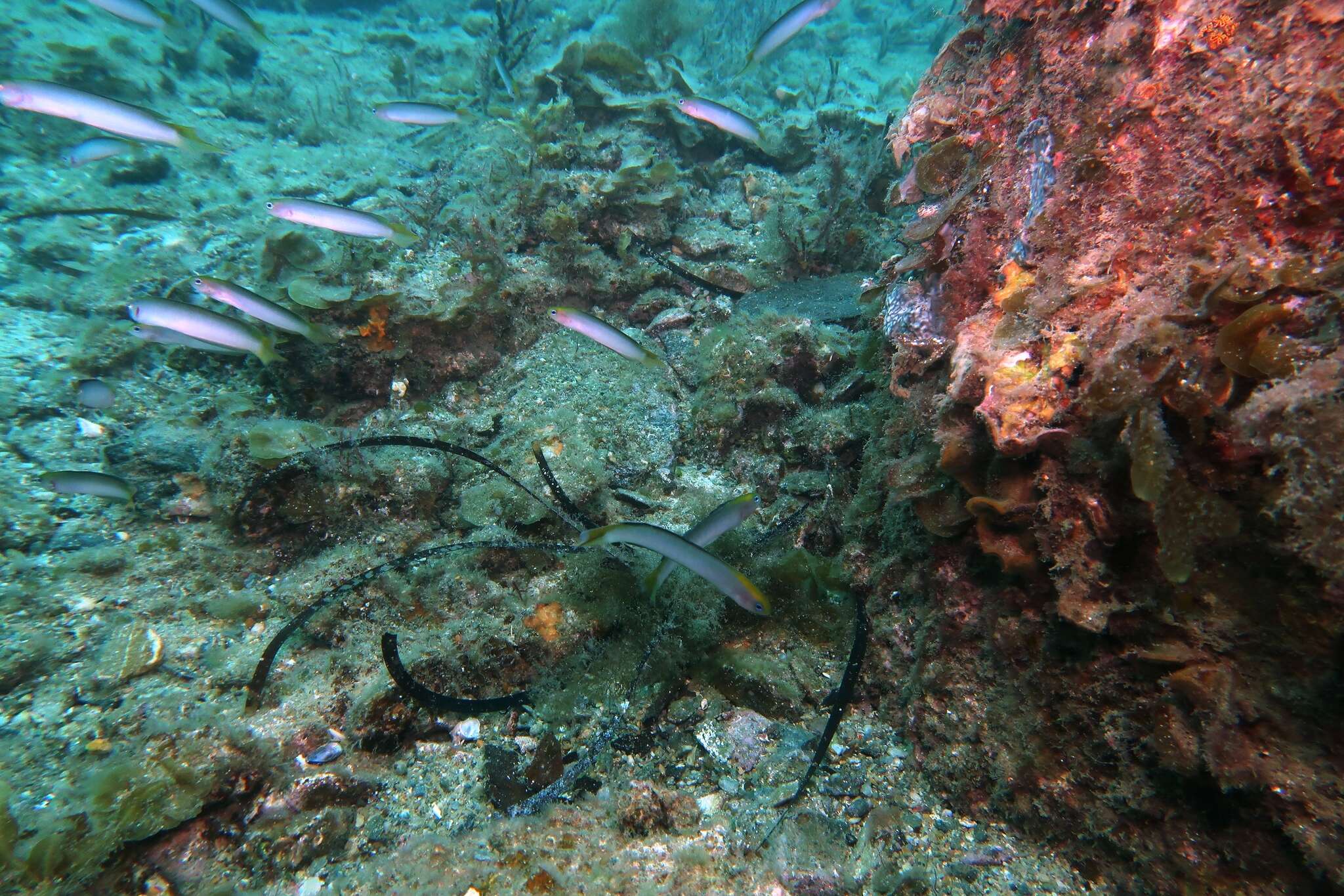 Image of Noarlunga hulafish