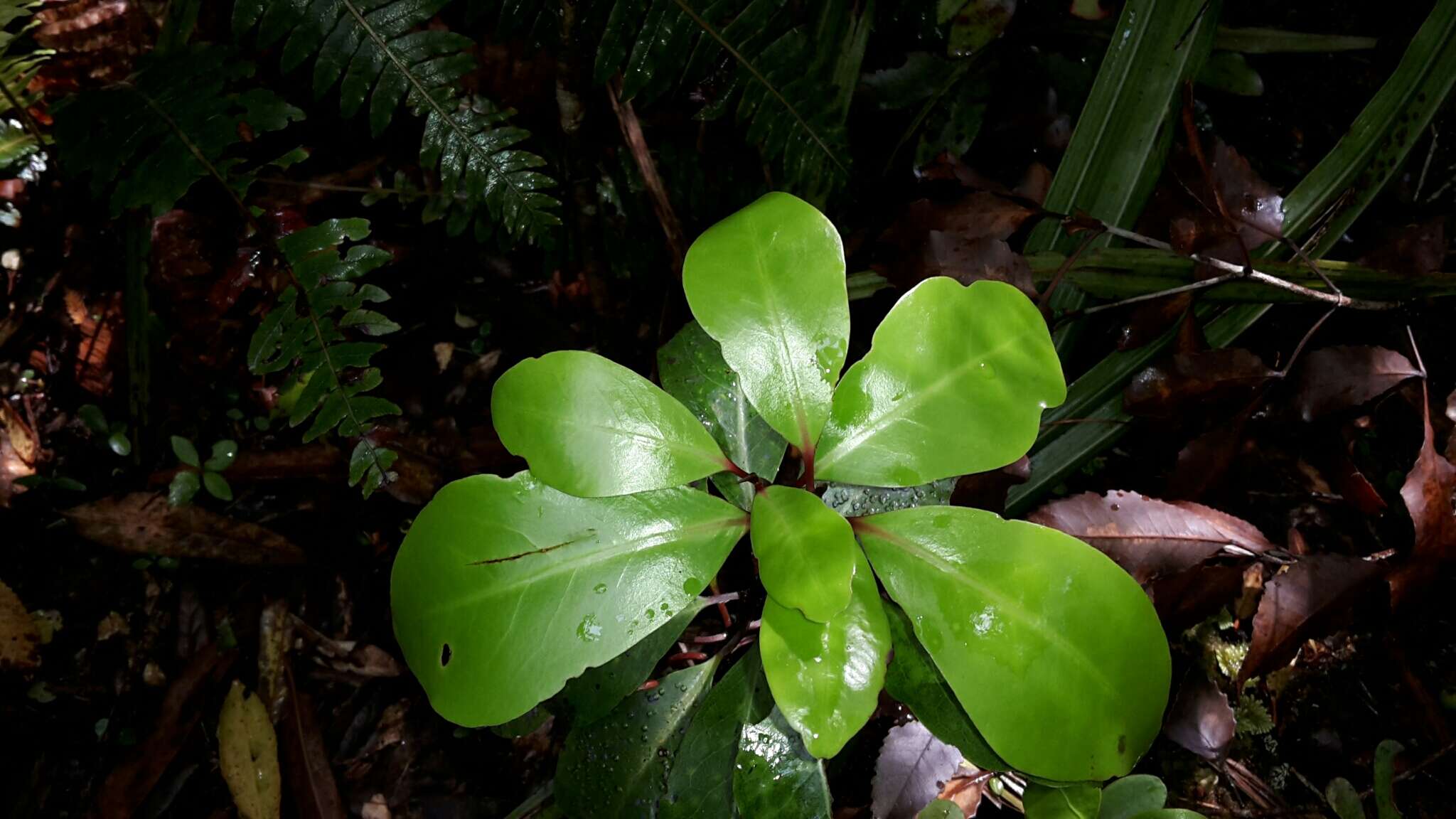 Image of Pseudowintera axillaris (J. R. & G. Forst.) Dandy