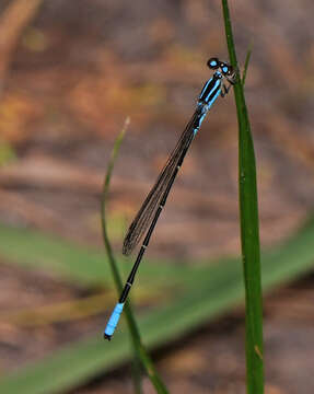 Image of Acanthagrion quadratum Selys 1876