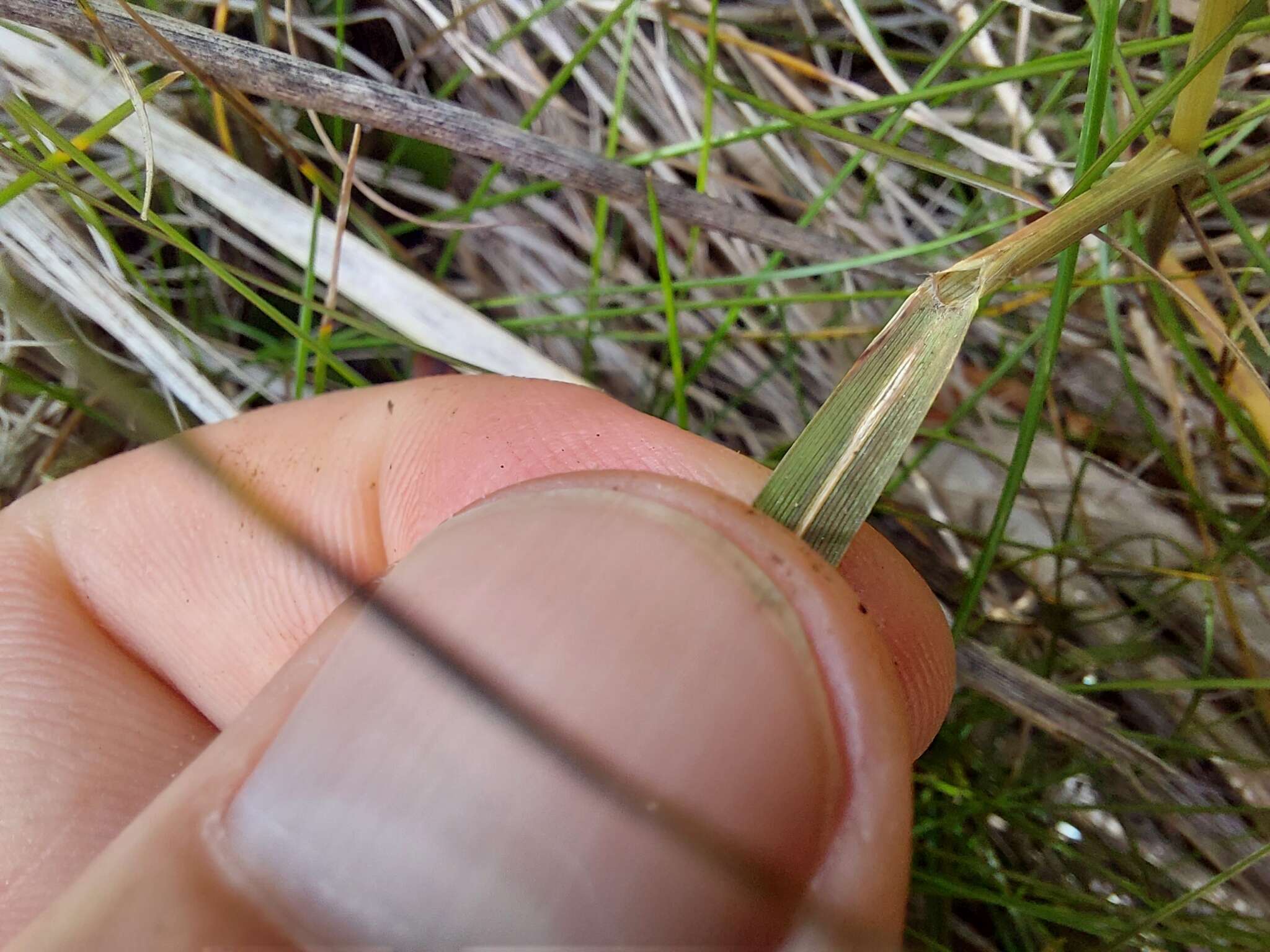 Rytidosperma gracile (Hook. fil.) Connor & Edgar resmi