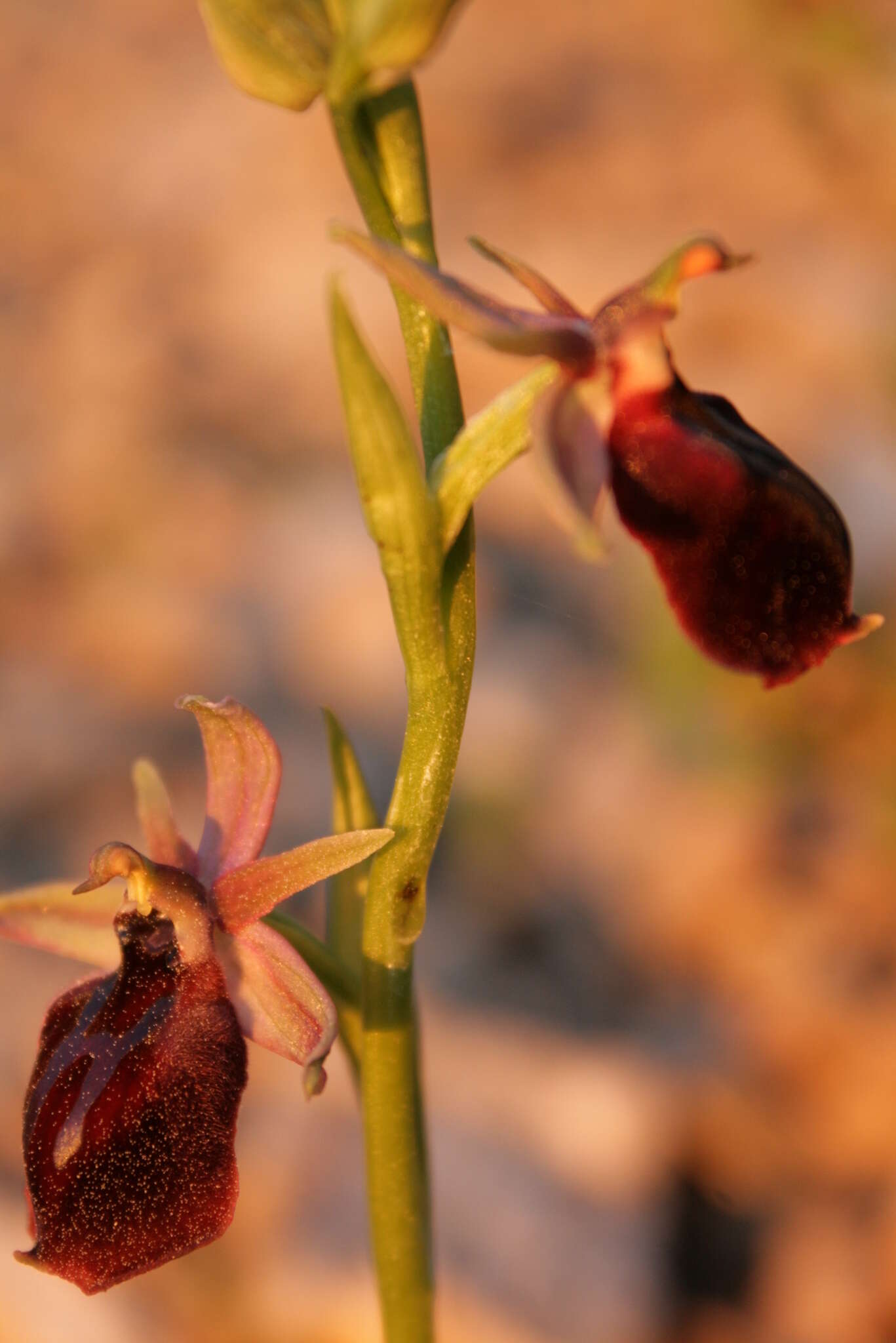 Image of Horseshoe bee-orchid