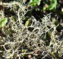 Image of witch's hair lichen