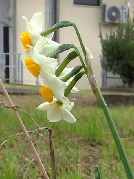 Image of Narcissus tazetta subsp. tazetta