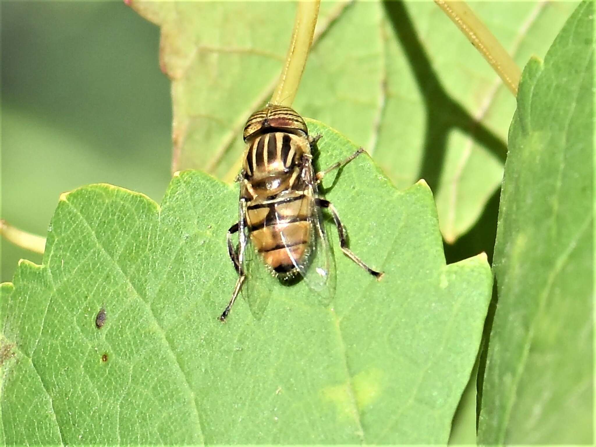 صورة Eristalinus barclayi (Bezzi 1915)