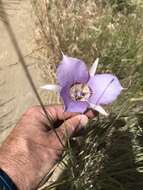 Image of sagebrush mariposa lily