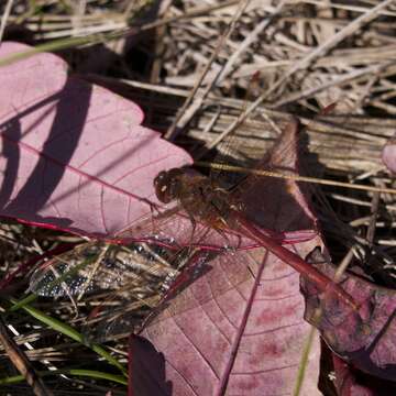 Image of Saffron-winged Meadowhawk