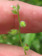 Imagem de Myosotis macrosperma Engelm.