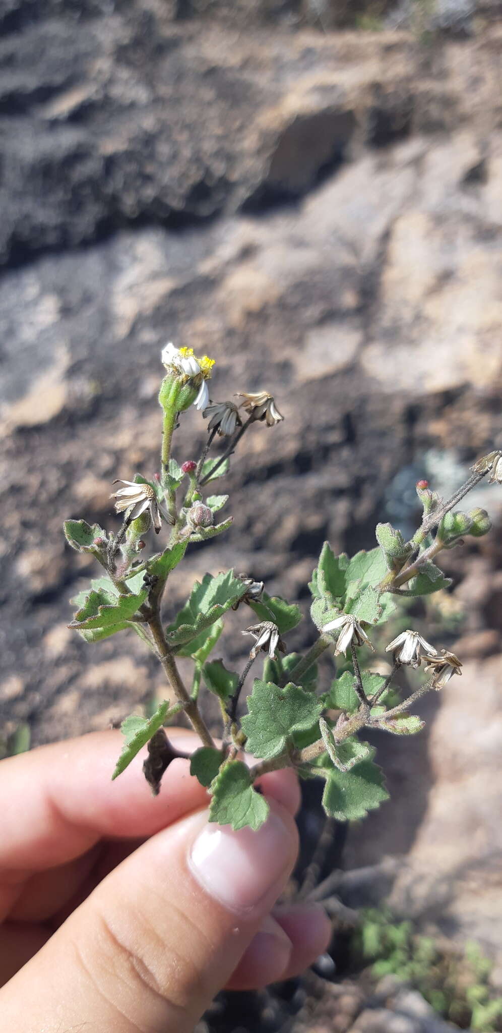 Image of Eutetras palmeri A. Gray