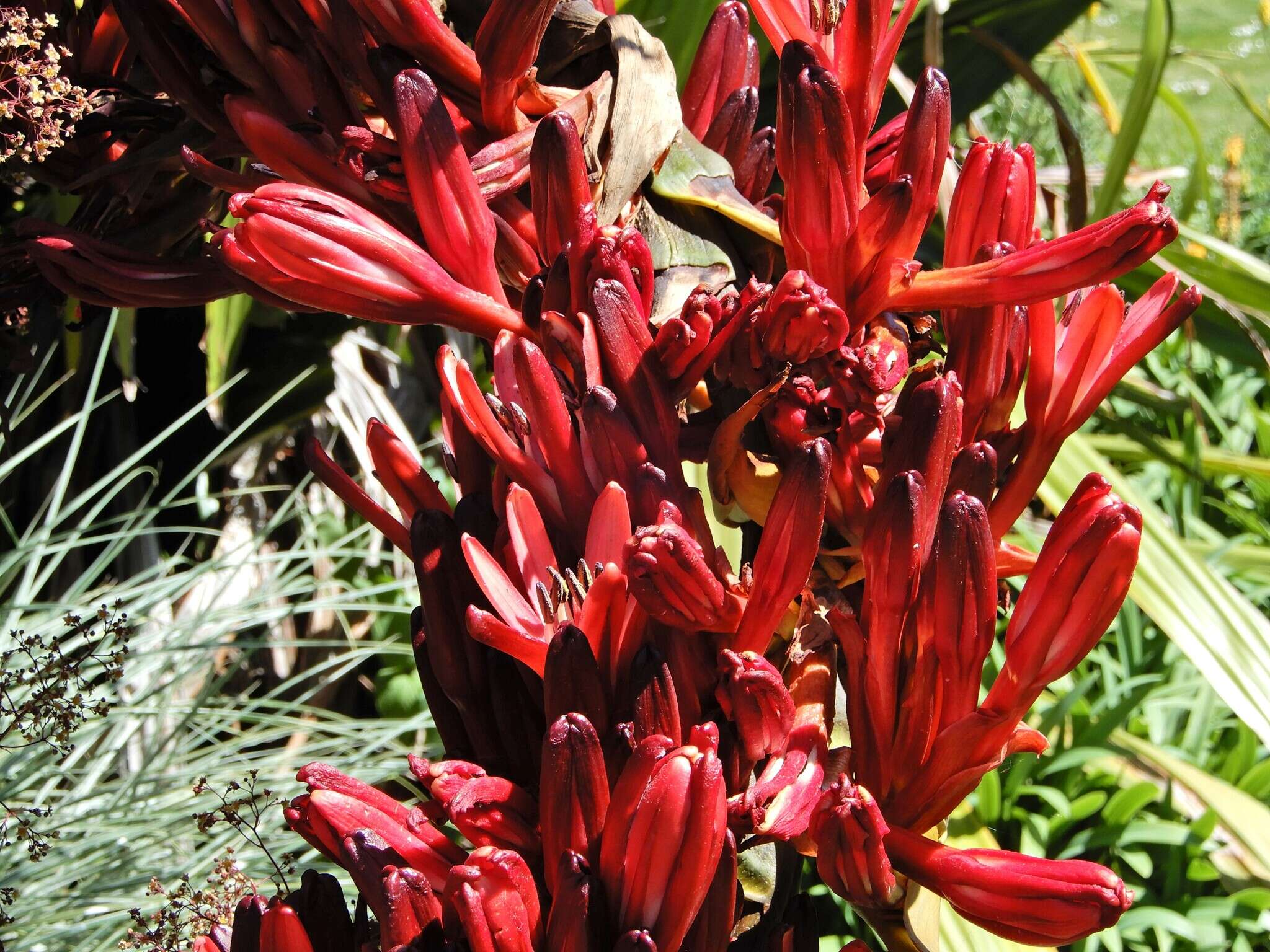 Doryanthes palmeri W. Bull resmi