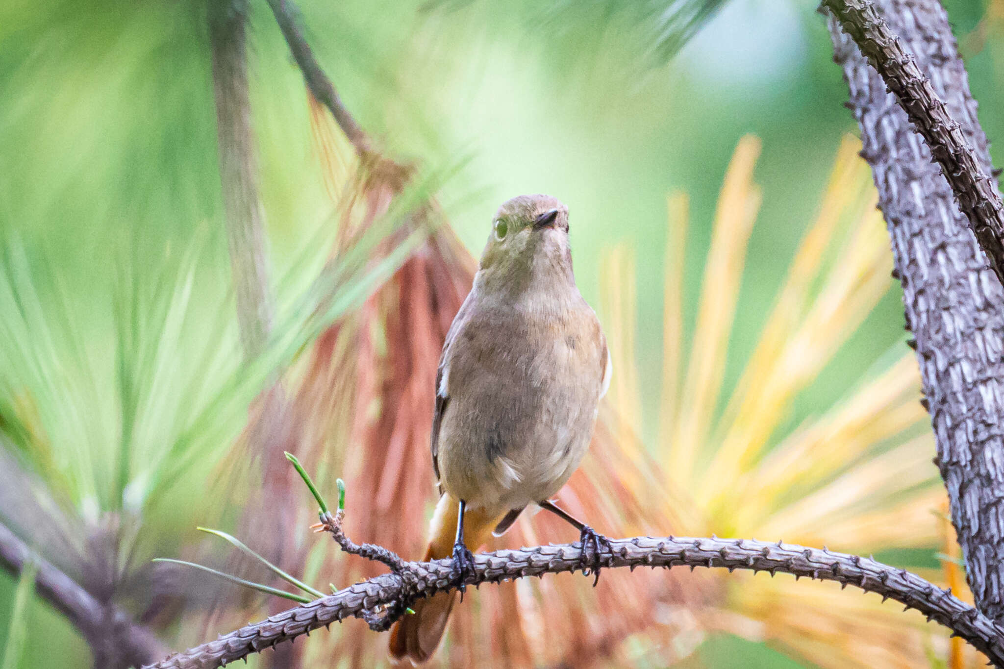 صورة Phoenicurus auroreus auroreus (Pallas 1776)