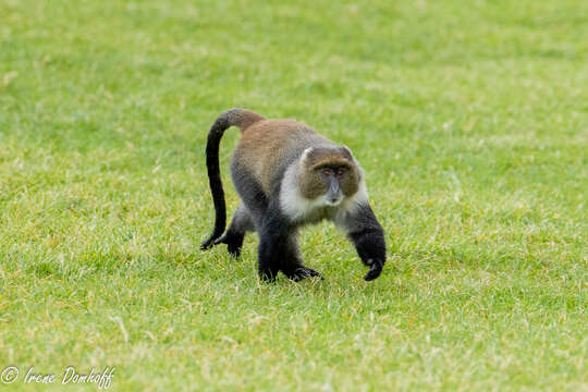 صورة Cercopithecus mitis kolbi Neumann 1902