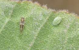 Image of Bactericera lavaterae (Van Duzee 1924)