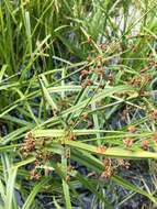 Imagem de Scirpus ancistrochaetus Schuyler