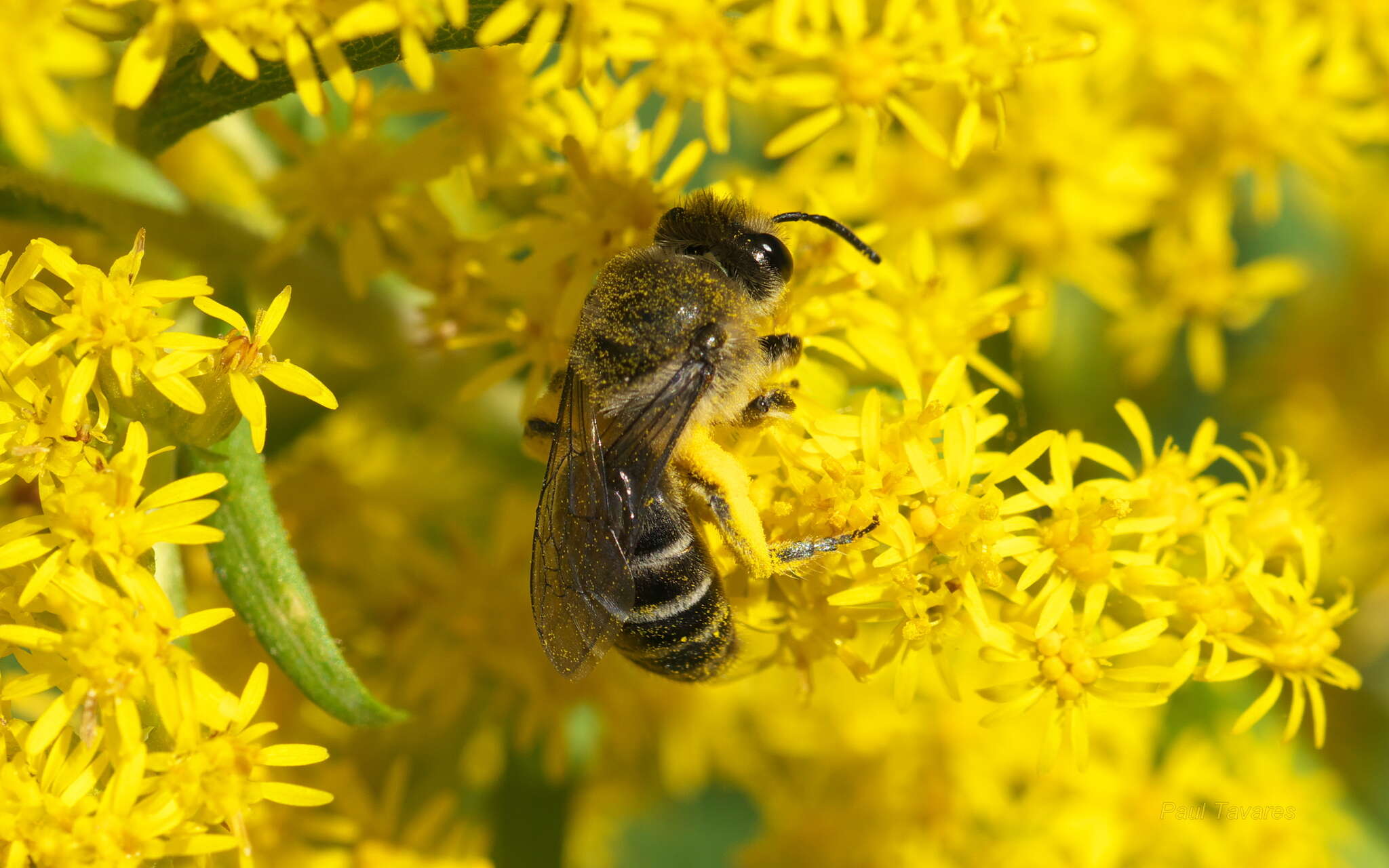 Imagem de Colletes compactus Cresson 1868