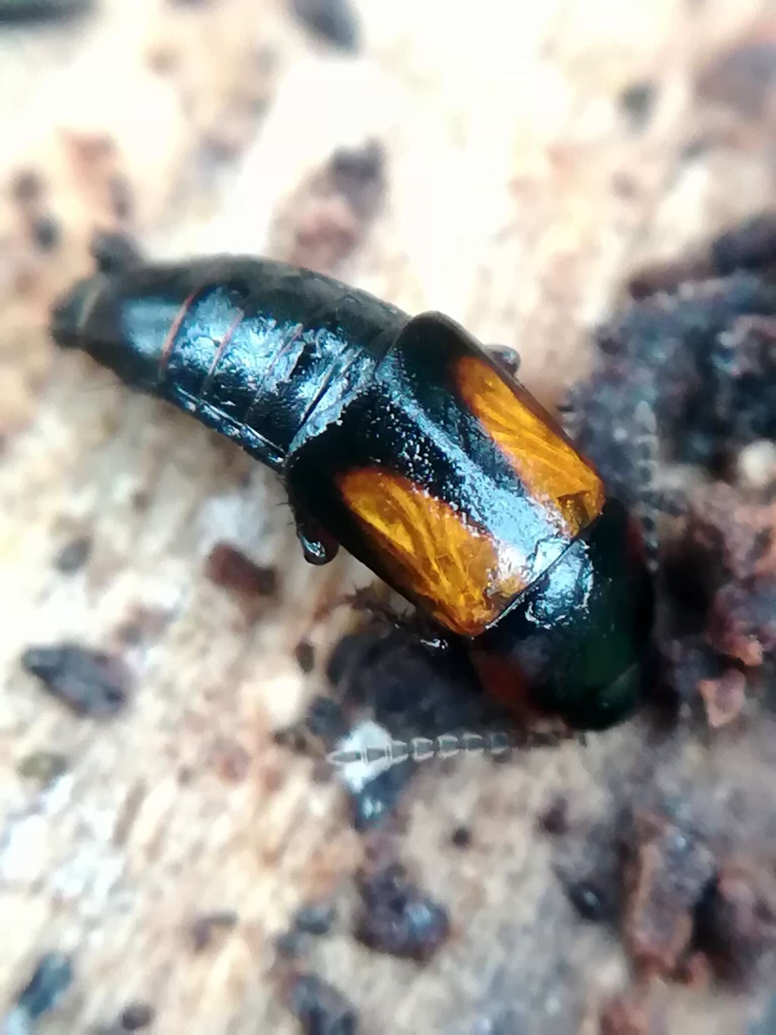 Image of Tachinus (Tachinus) subterraneus (Linnaeus 1758)