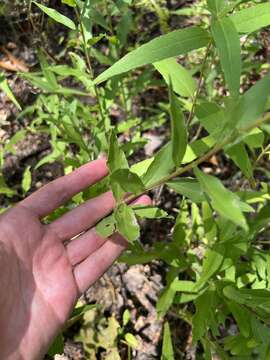 Image of western rough goldenrod