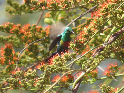 Image of Beautiful Sunbird