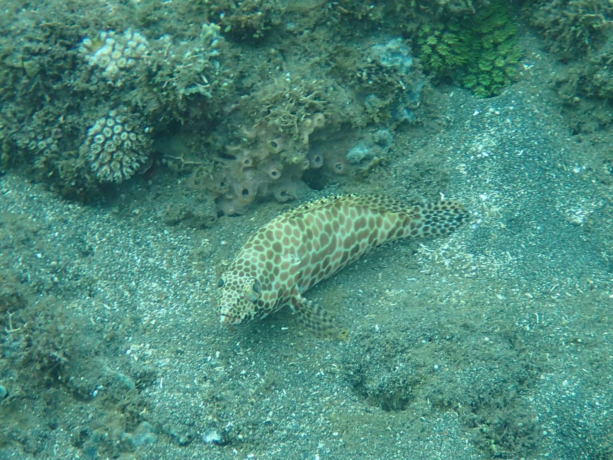 Image of Dwarf-spotted Grouper