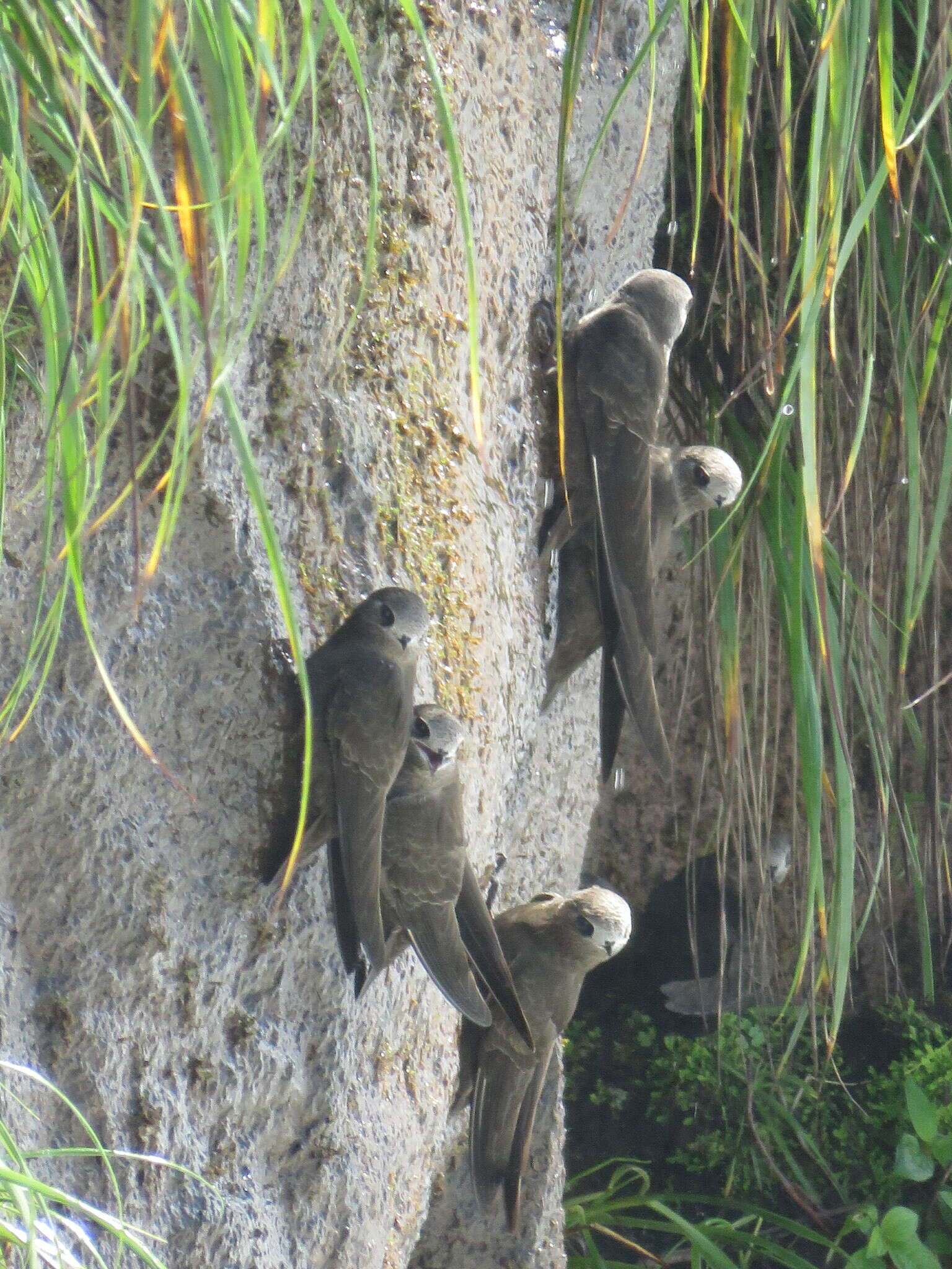 Image of Great Dusky Swift