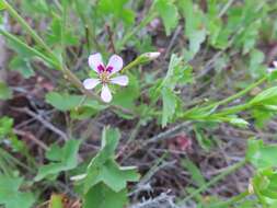 Image of Pelargonium patulum var. patulum