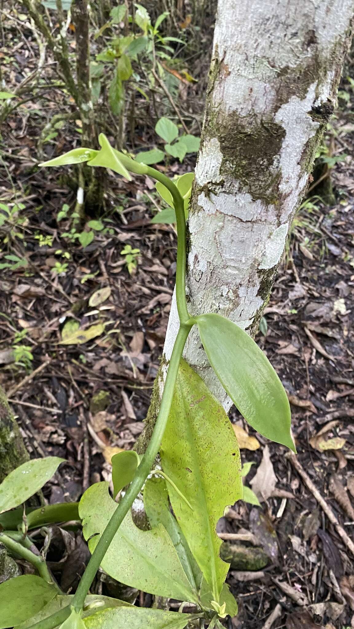 扁叶香荚兰的圖片