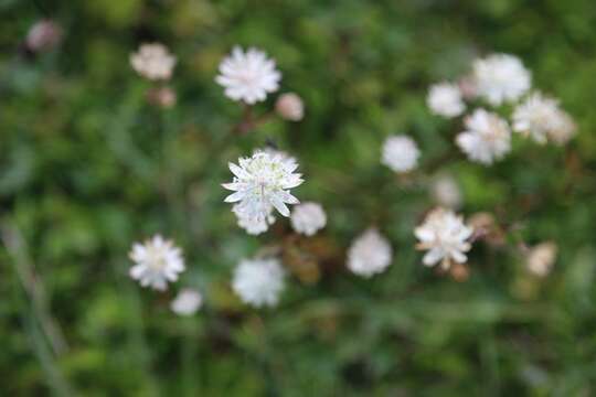 Imagem de Astrantia bavarica F. W. Schultz