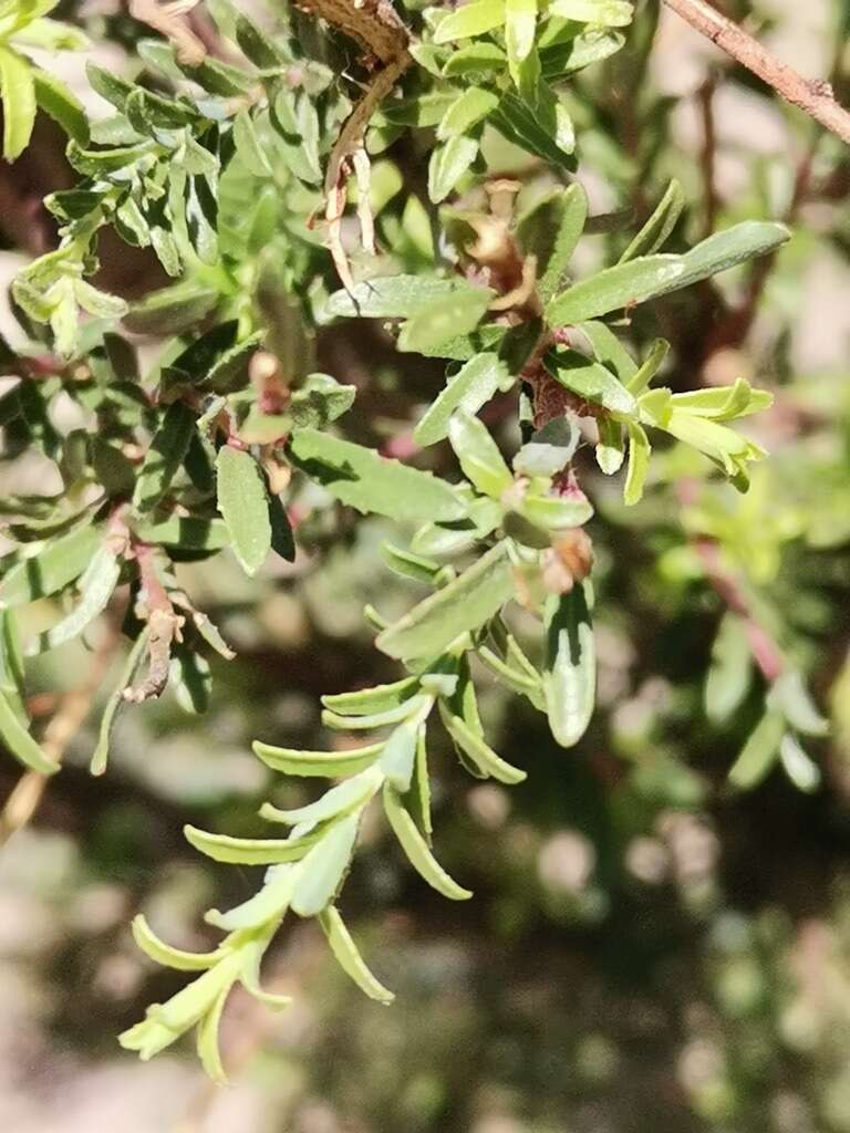 صورة Salix taxifolia Kunth