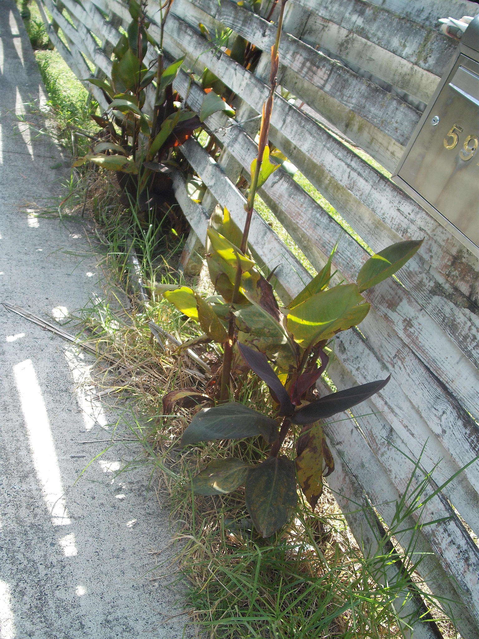 Image of Canna rust