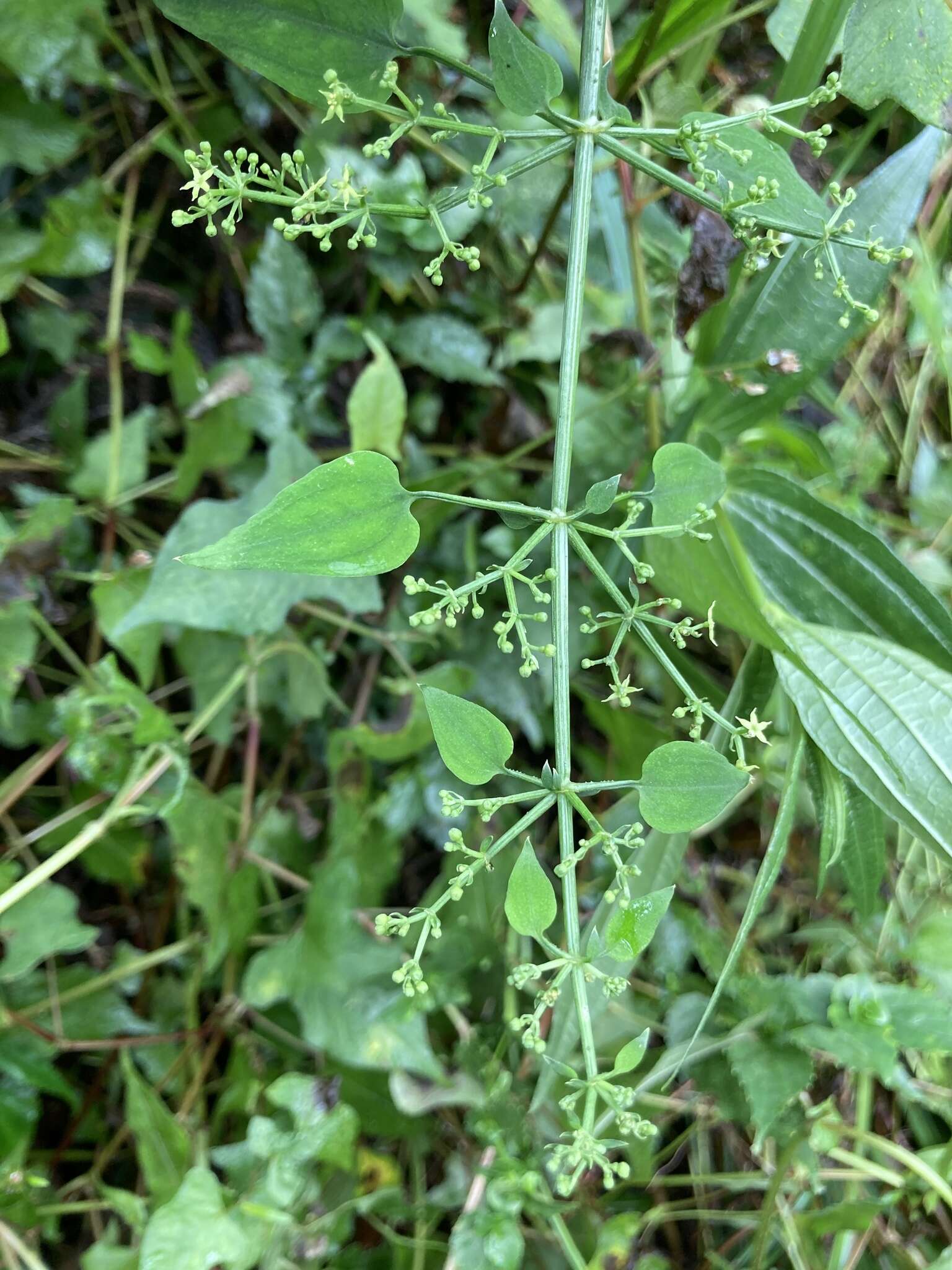 Image of Rubia linii J. M. Chao