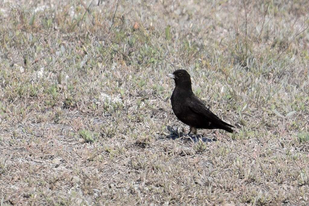 Image of Black Lark