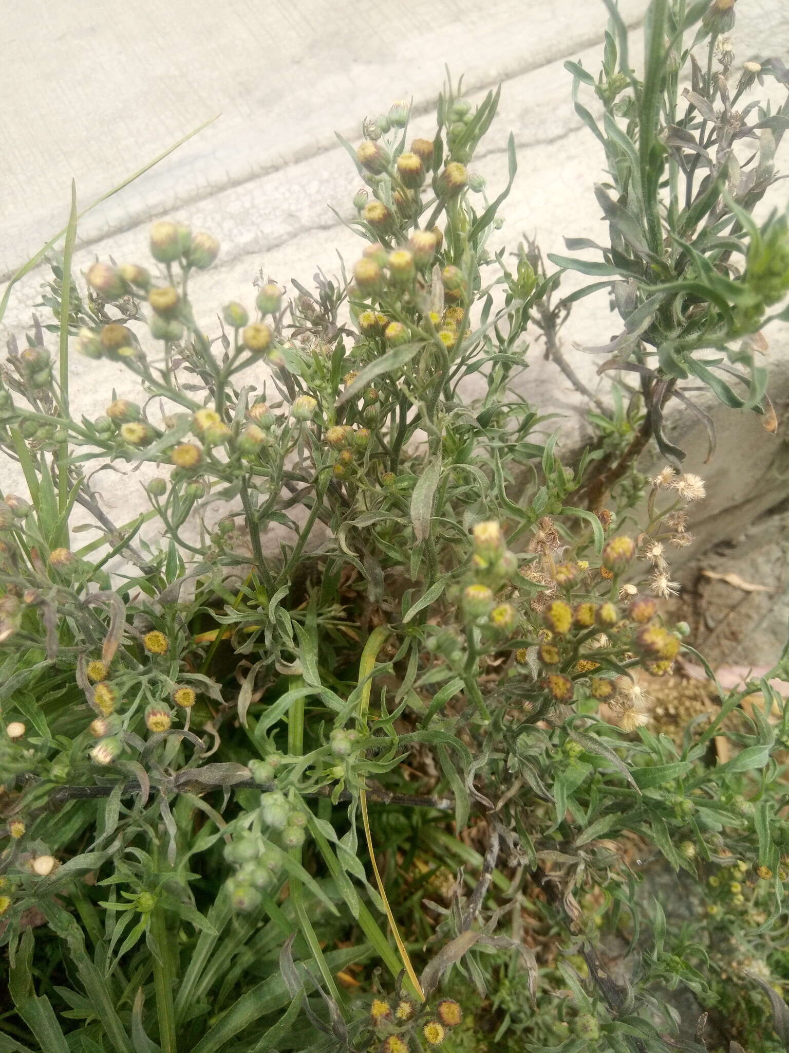 Image de Erigeron deserticolus (Phil.)