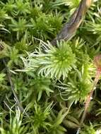 Imagem de Sphagnum recurvum Palisot de Beauvois 1805