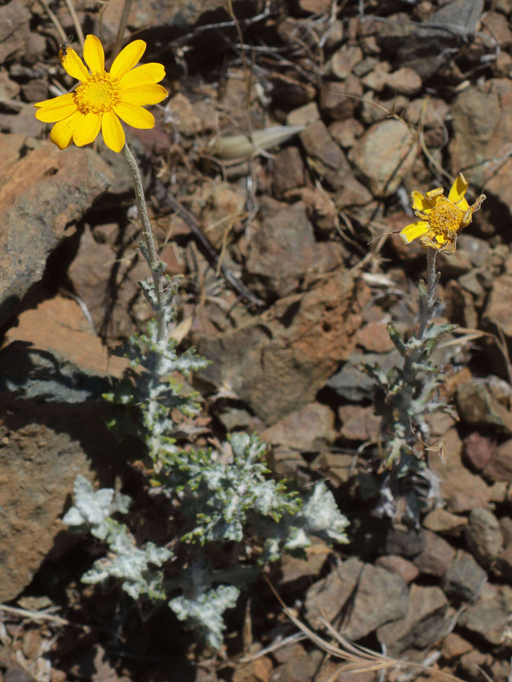 Image of <i>Eriophyllum lanatum</i> var. <i>achilleoides</i> (DC.) Jeps.