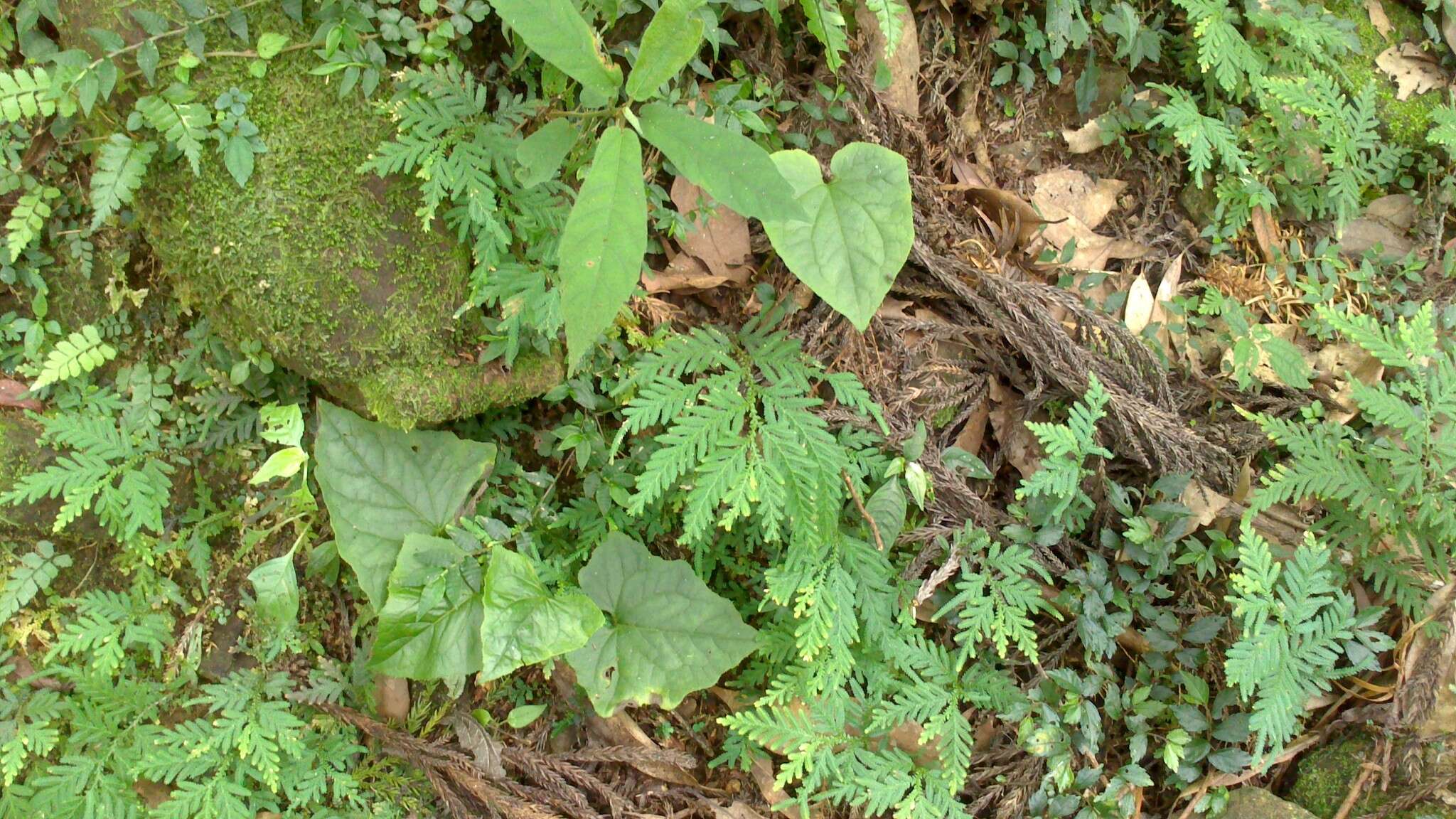 Paraprenanthes melanantha (Franch.) Ze H. Wang的圖片