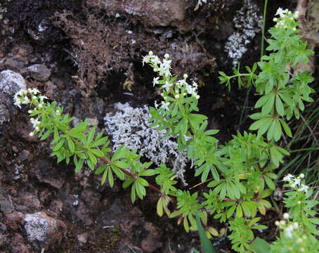 Plancia ëd Galium productum Lowe