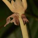 Imagem de Cladonota (Cladonota) foliatus Funkhouser