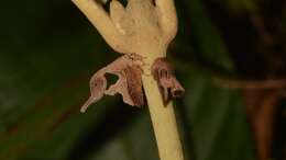 Слика од Cladonota (Cladonota) foliatus Funkhouser